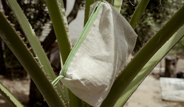pochette-aloe Pochette di canapa e cotone adagiata su una pianta di aloe